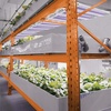 image:imageFeit Electric 20 Inch 175 Watt Full Spectrum High Bay LED Plant Grow Light BlueSpectrum Enriched for Vegetable Growth BlueSpectrum Enriched for Vegetable Growth